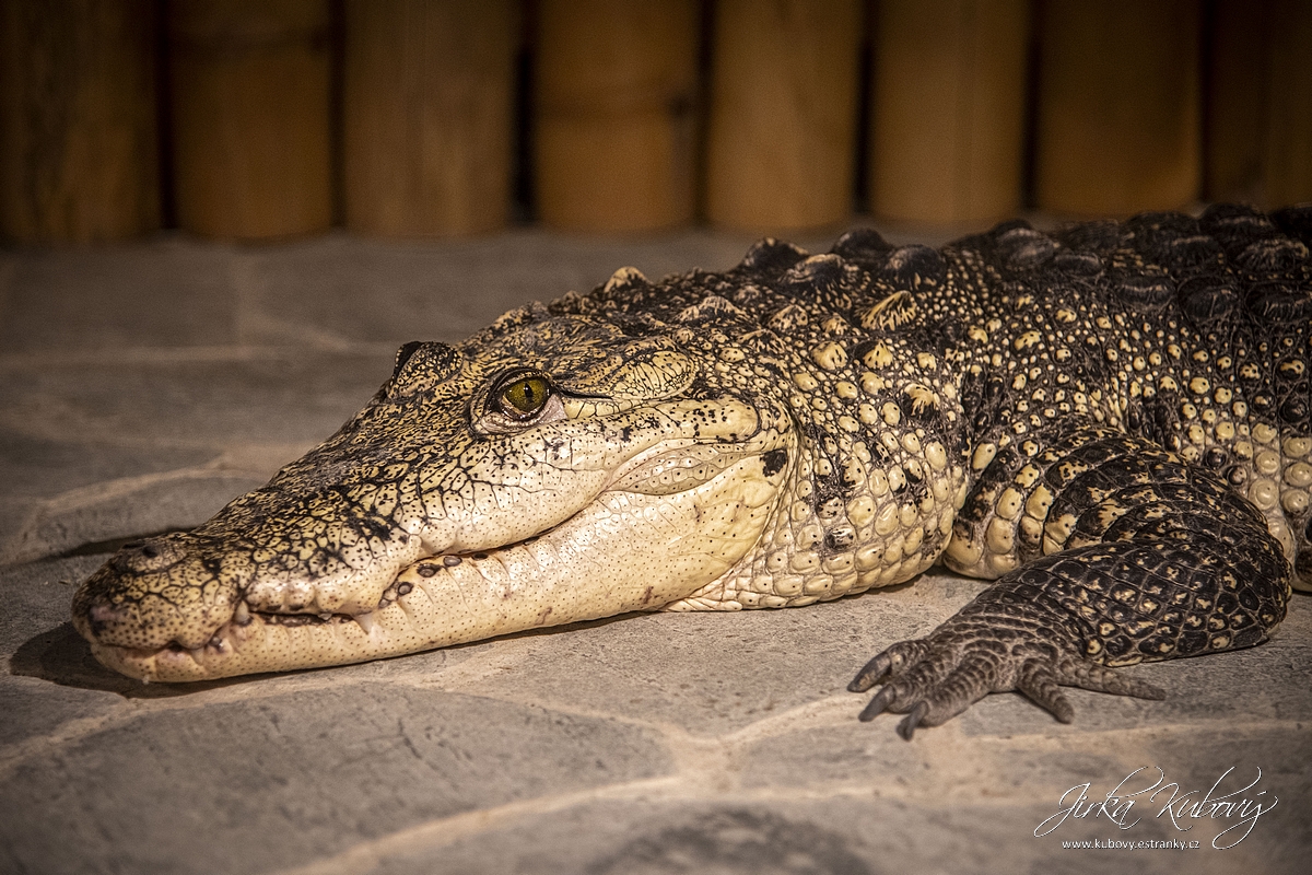 Krokodýlí Zoo Praha (15)