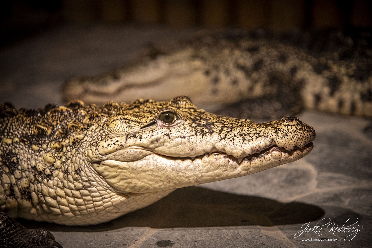 Krokodýlí Zoo Praha (17)