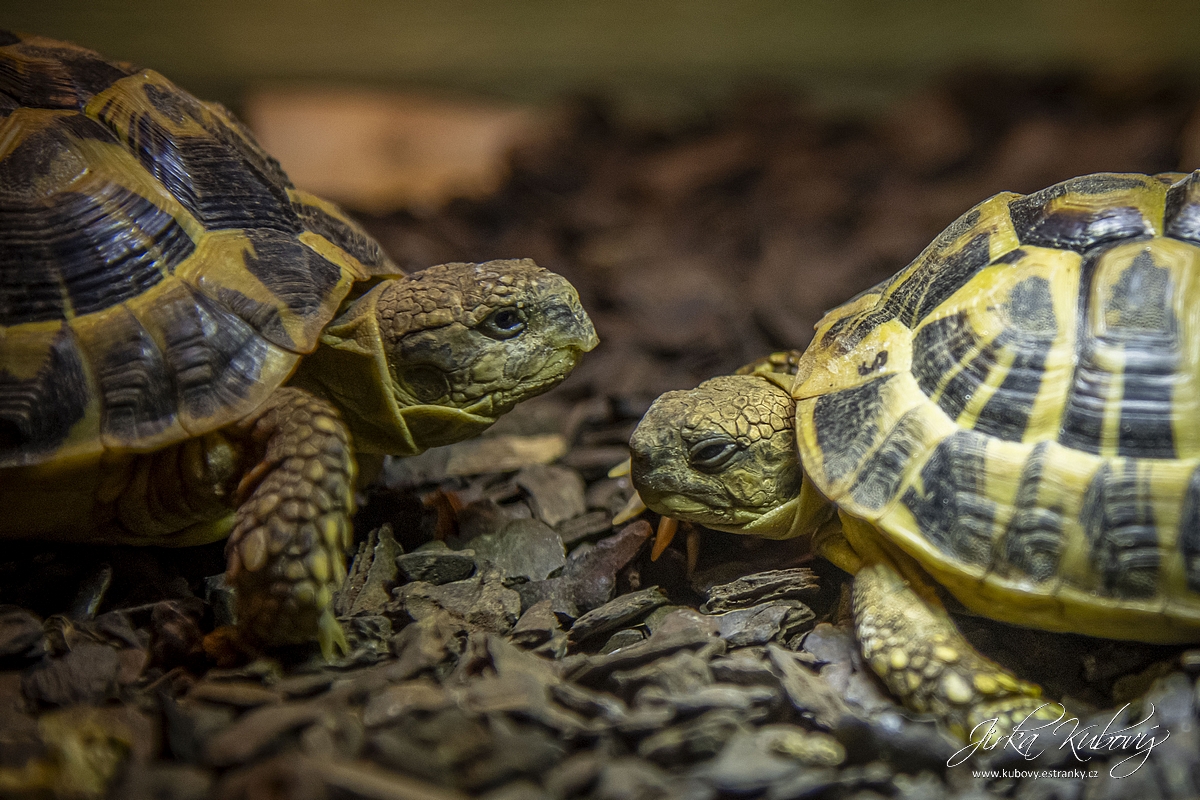 Krokodýlí Zoo Praha (25)