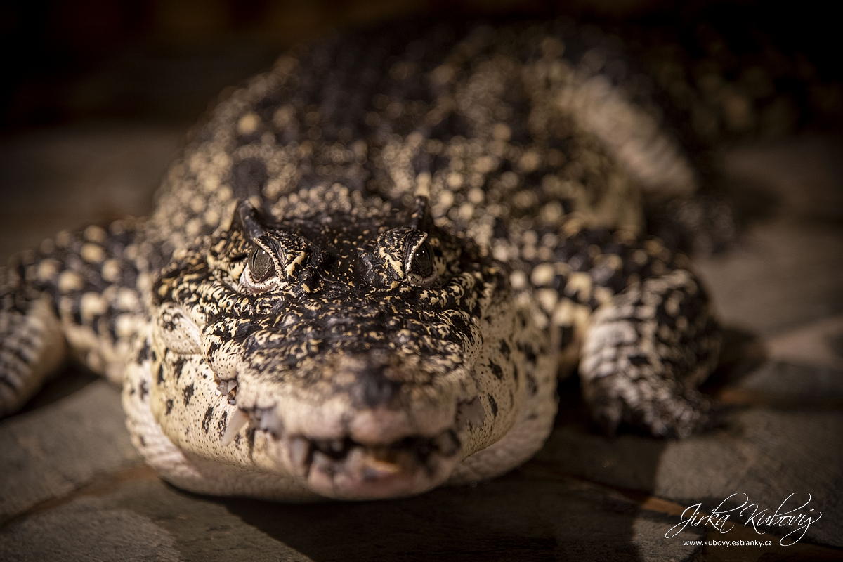 Krokodýlí Zoo Praha (21)