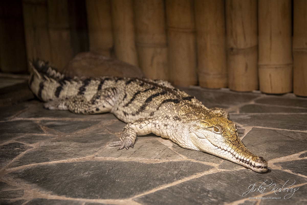 Krokodýlí Zoo Praha (19)