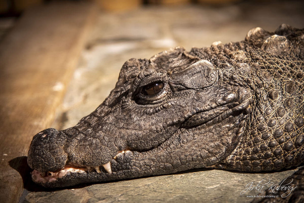 Krokodýlí Zoo Praha (11)