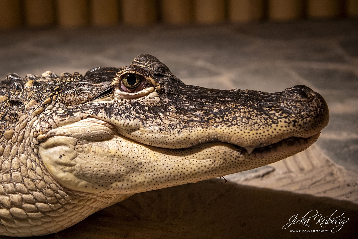 Krokodýlí Zoo Praha (22)