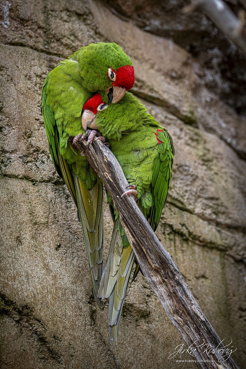 Zoo na konci zimy (05)