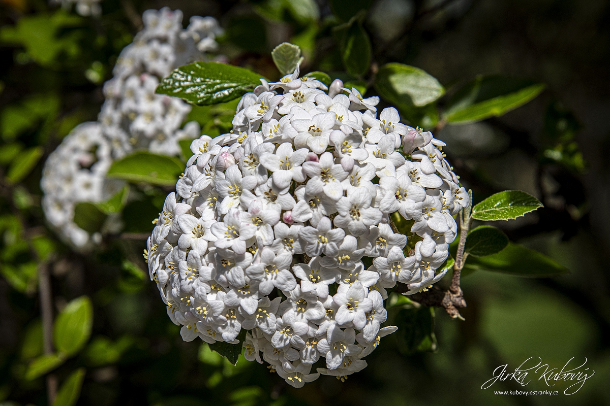 Botanická zahrada Praha (14)