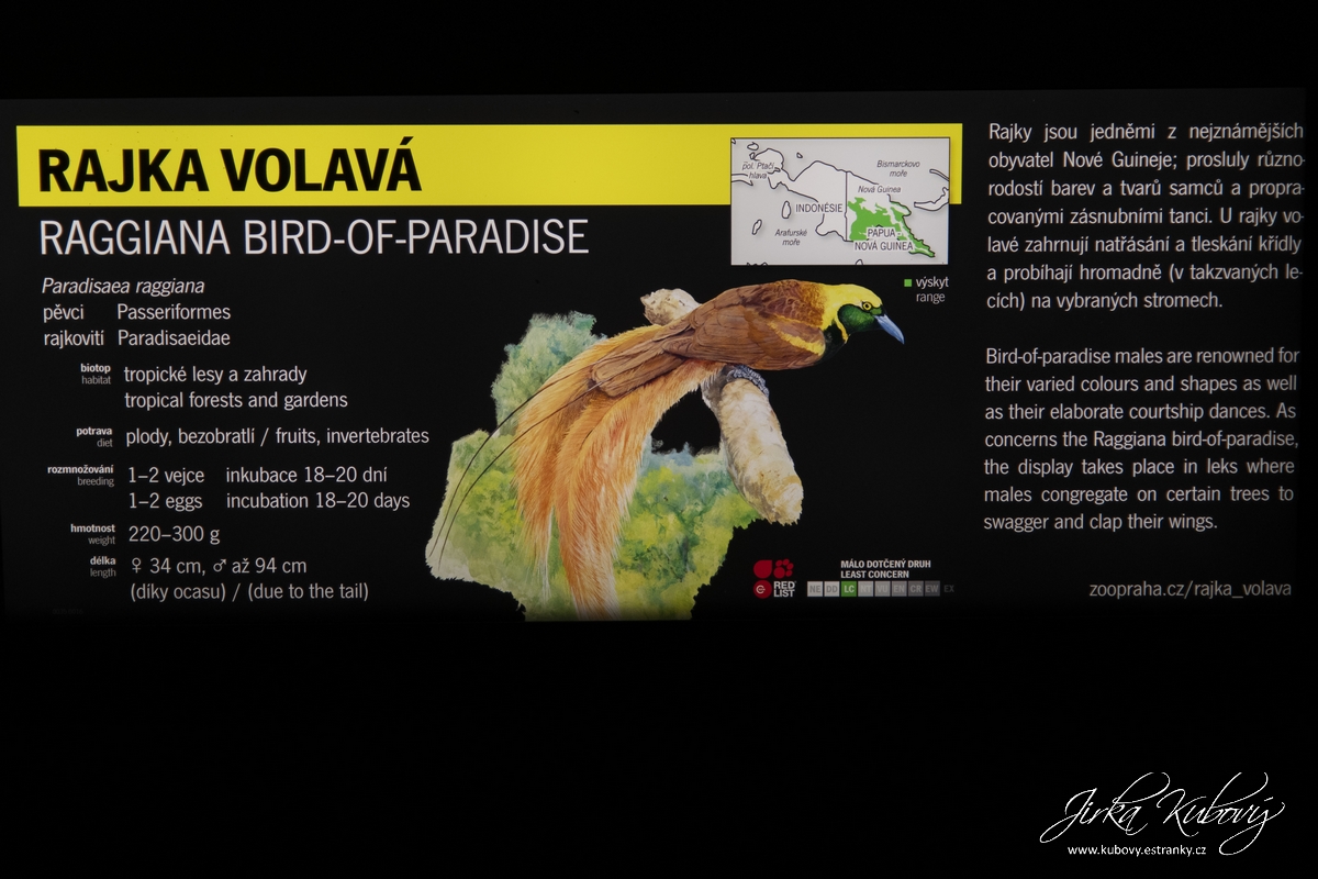 Rajka volavá (01)