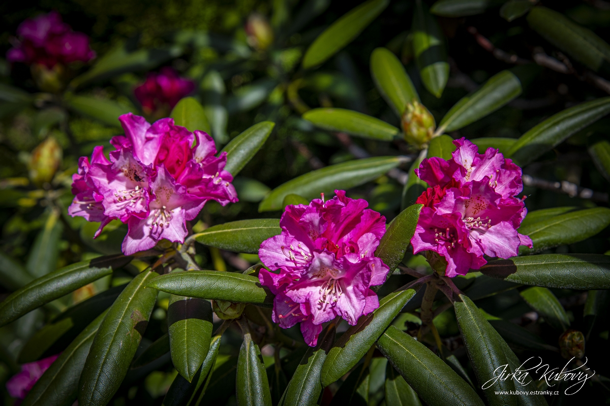 Botanická zahrada Malešice (06)