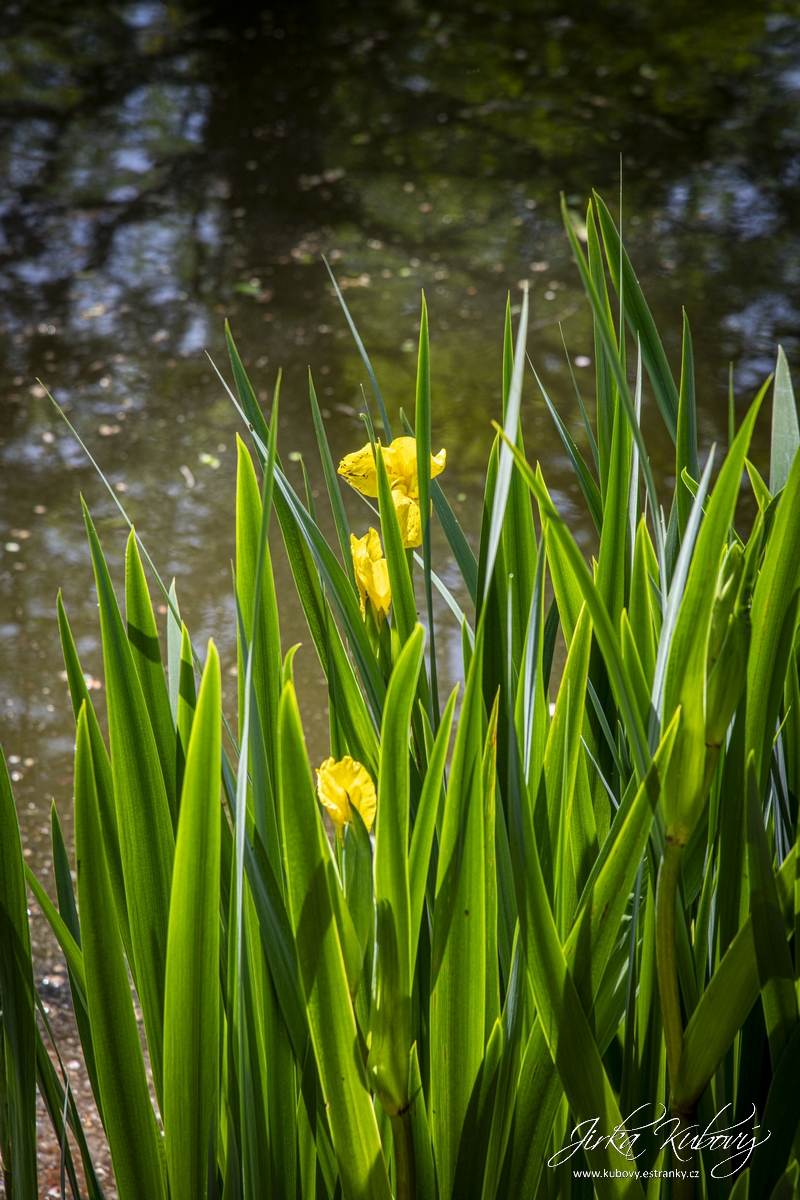 Botanická zahrada Malešice (10)