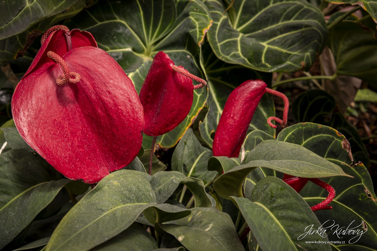 Botanická zahrada Malešice (17)