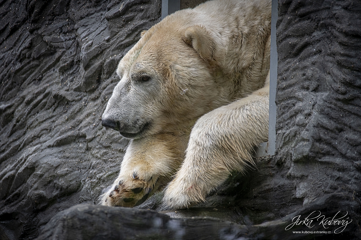 ZOO Praha v červnu (03)