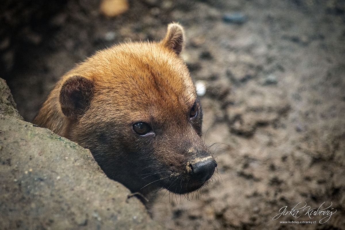 ZOO Praha v červnu (04)