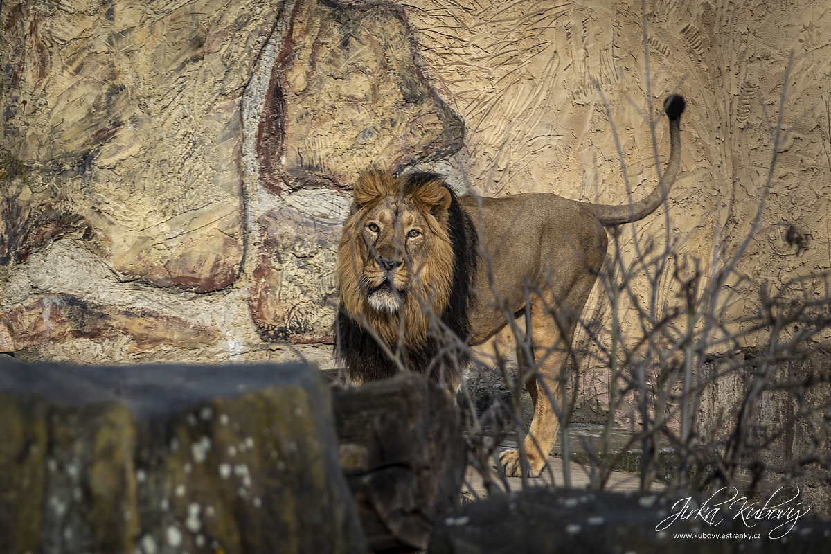 Koťátka ptáčkové čertíci (06)