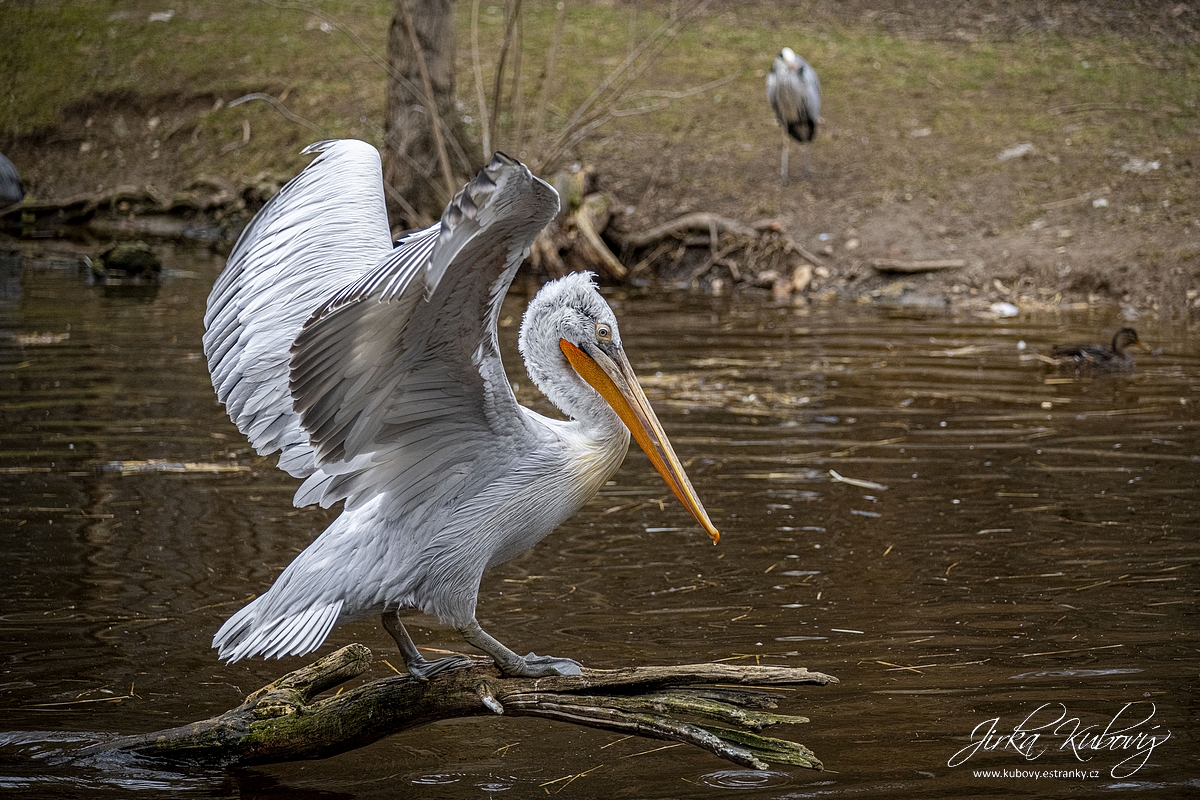 Koťátka ptáčkové čertíci (09)