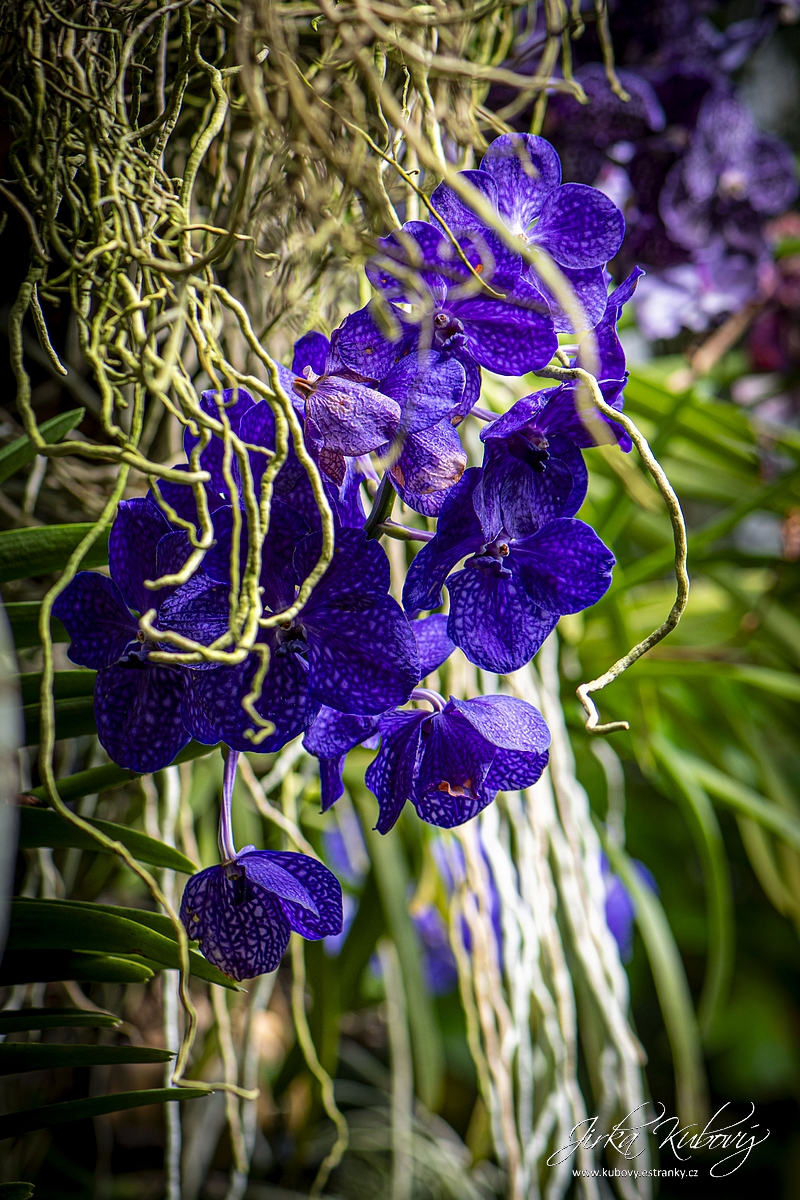 Orchideje (01)