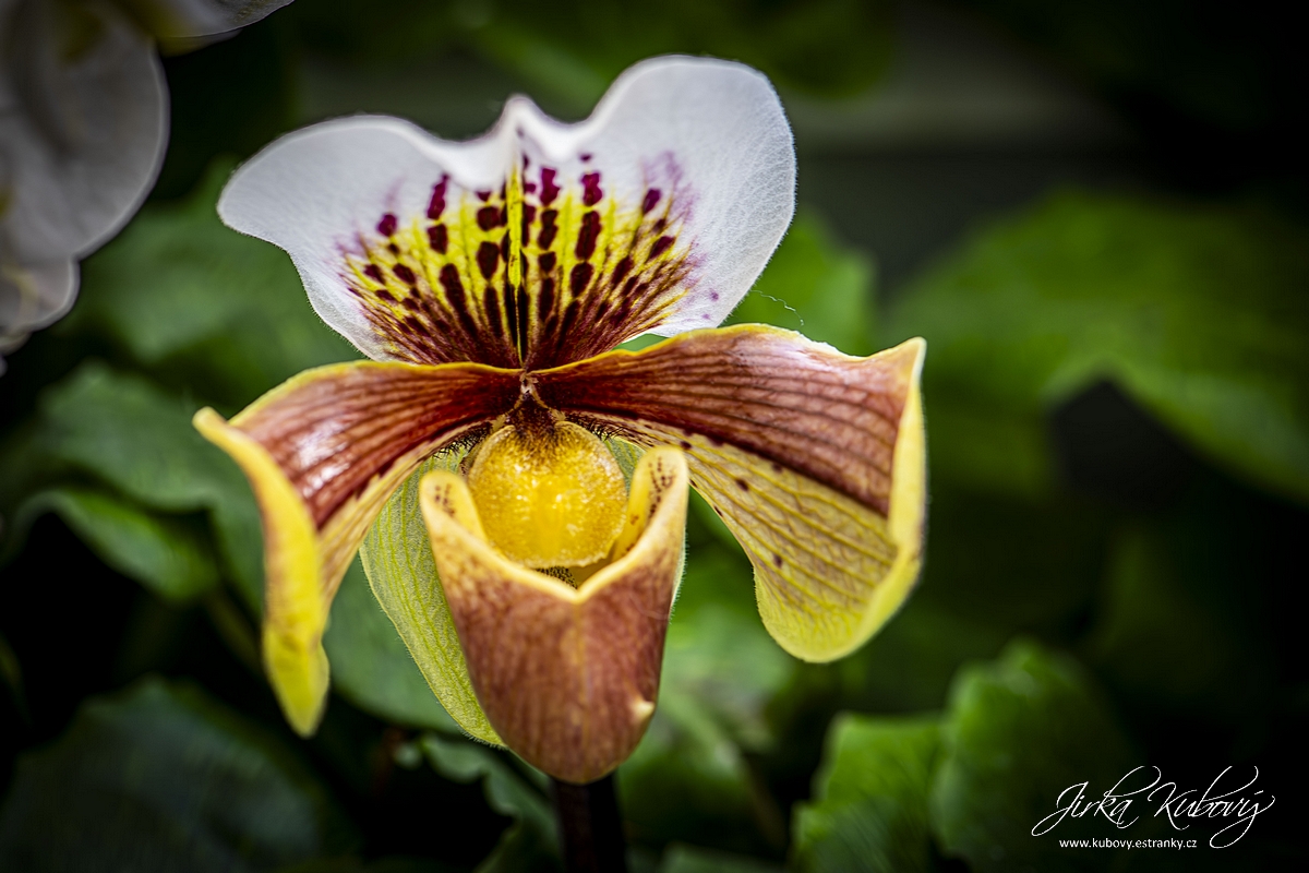 Orchideje (02)