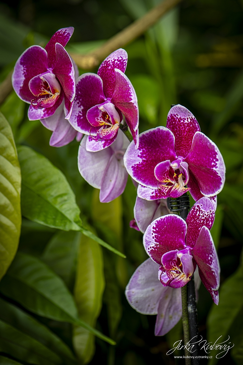 Orchideje (03)