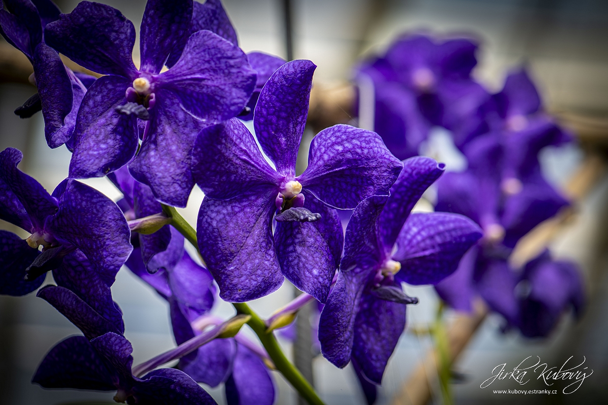 Orchideje (04)