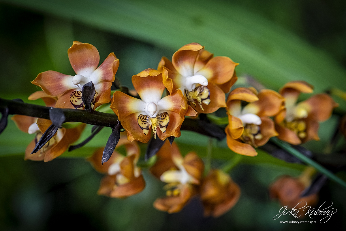 Orchideje (05)
