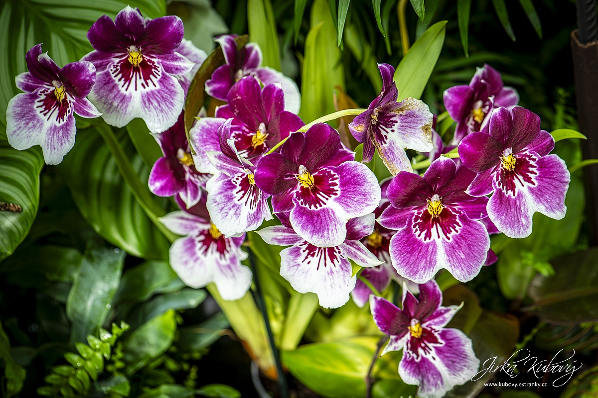 Orchideje (06)