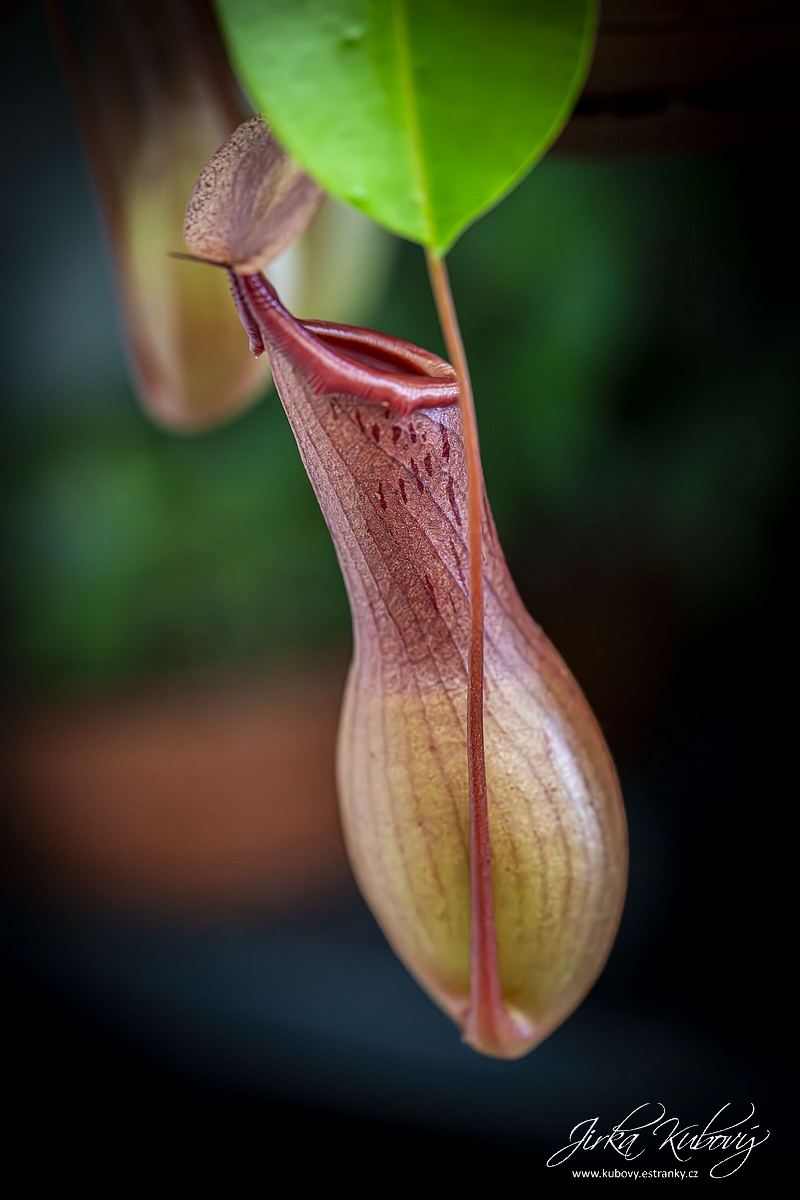Orchideje (07)