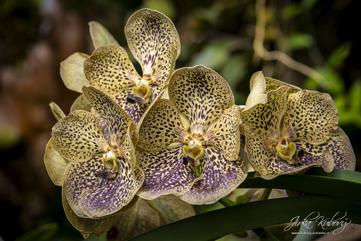 Orchideje (08)
