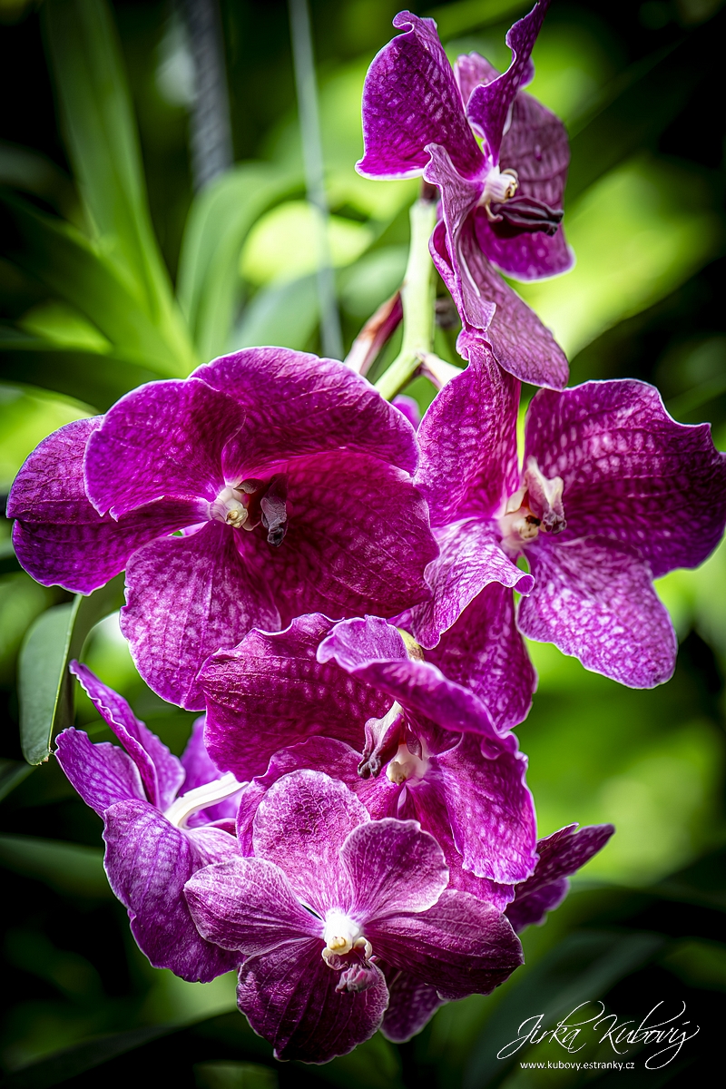 Orchideje (09)