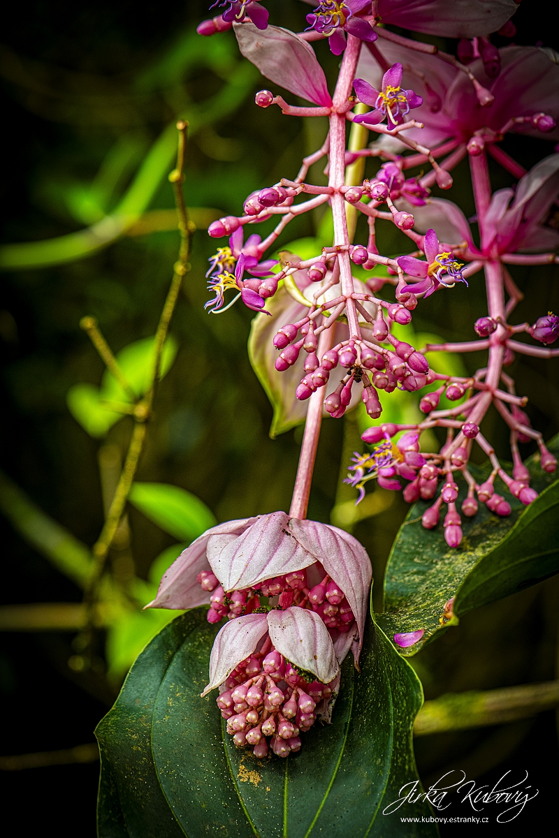 Orchideje (10)