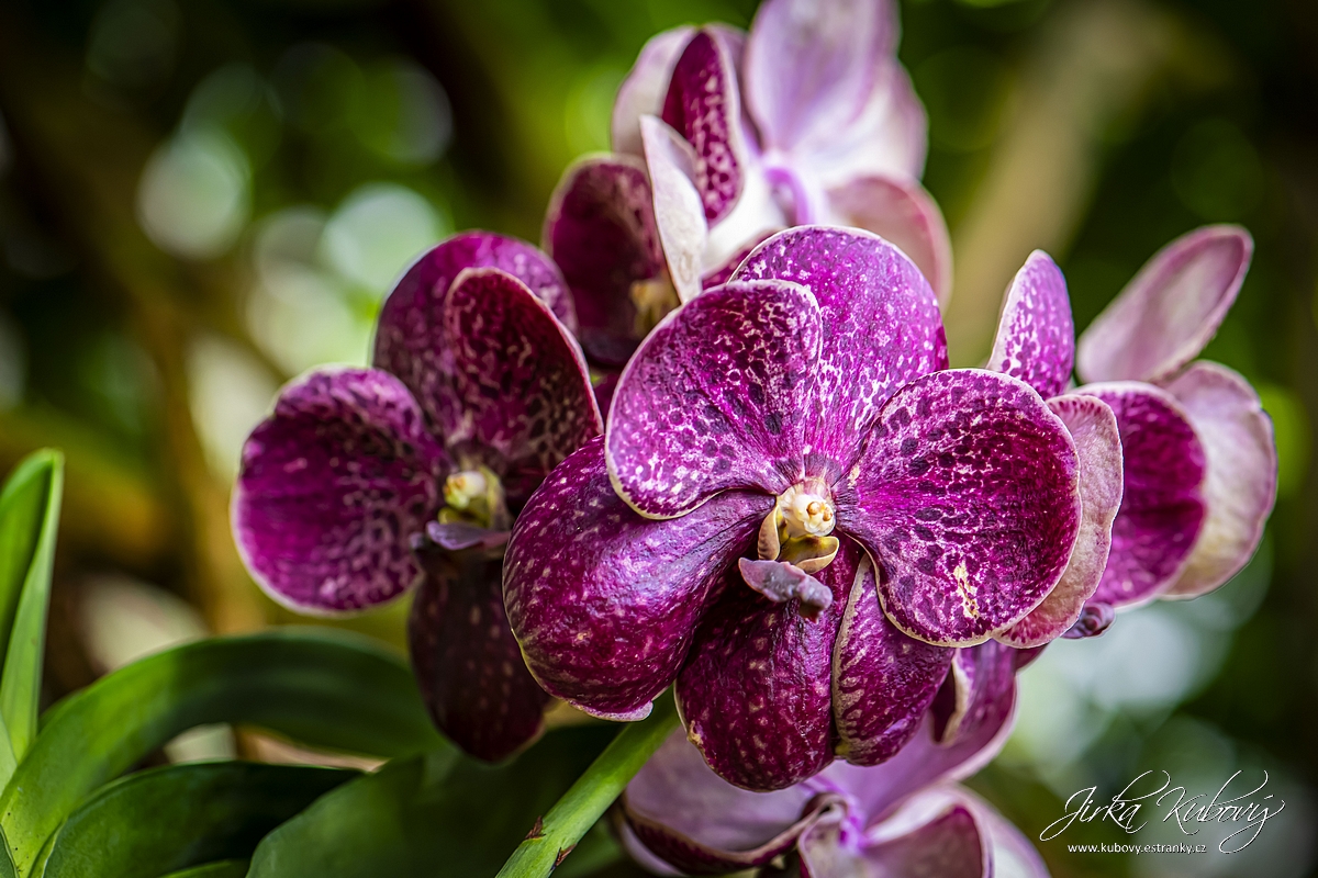 Orchideje (11)