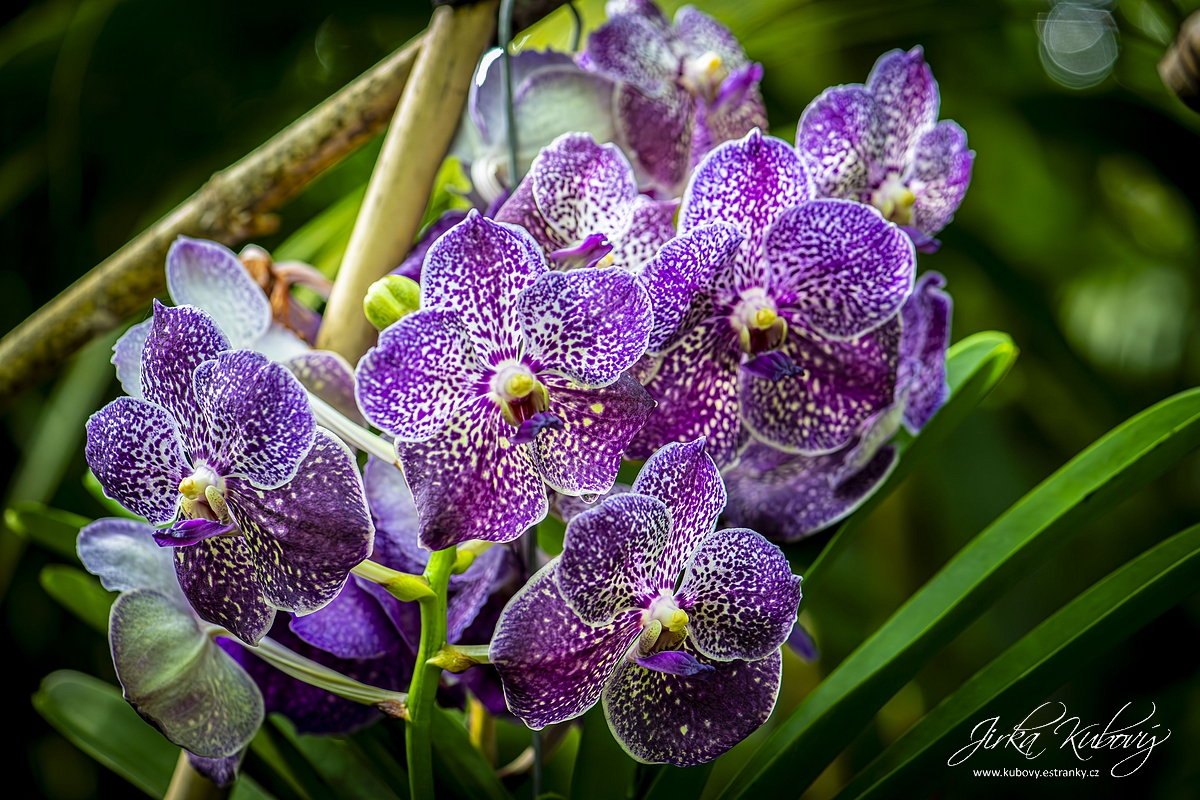 Orchideje (12)