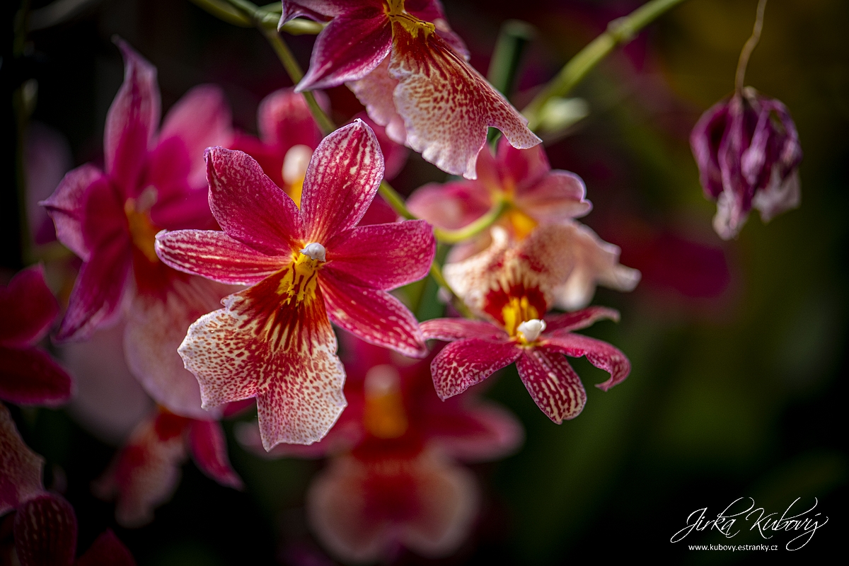 Orchideje (13)