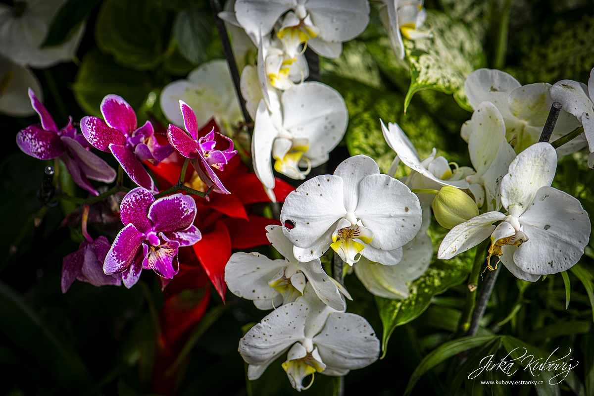 Orchideje (14)