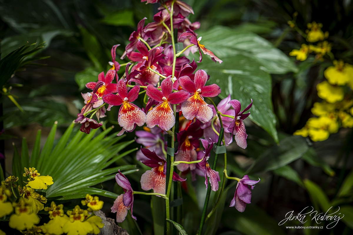 Orchideje (15)