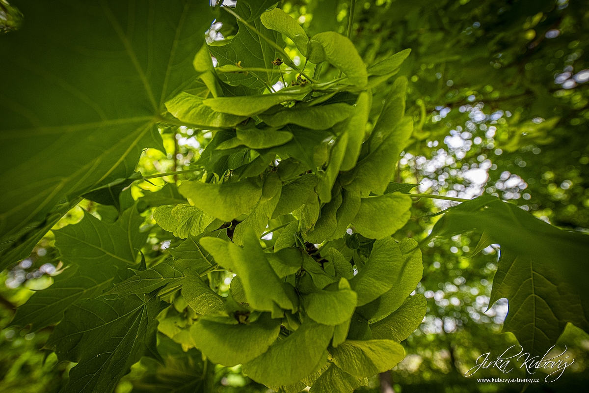 V Pískovně (04)