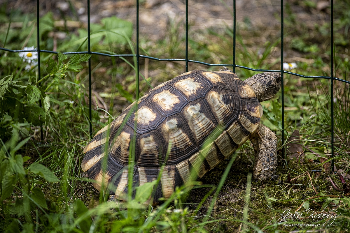 Želvy v Holešovicích (04)
