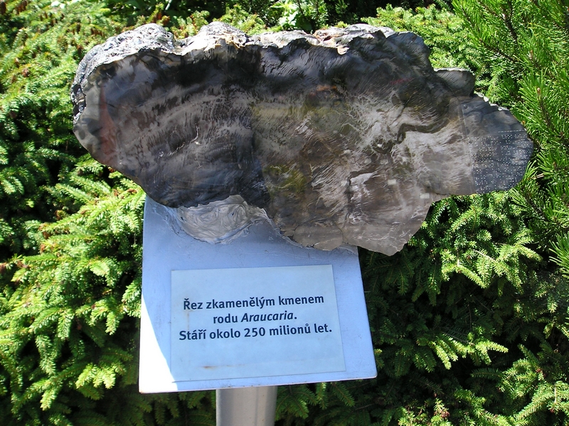Botanická zahrada (13)