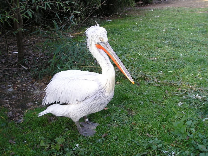 Zoo Praha (02)