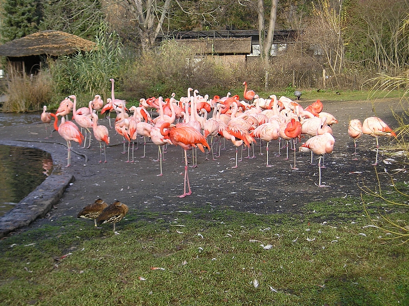 Zoo Praha (07)