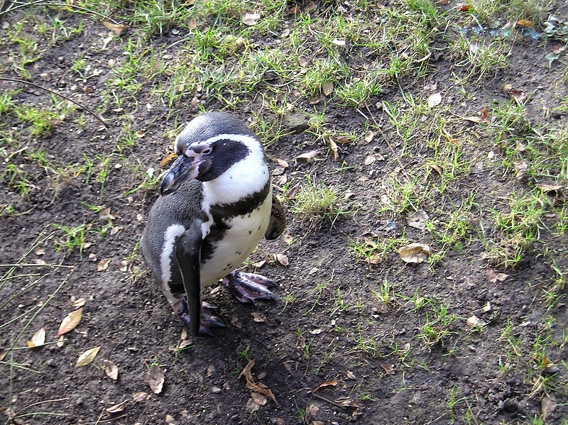 Zoo Praha (09)