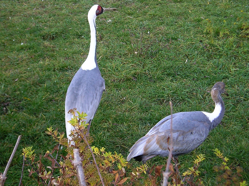 Zoo Praha (10)