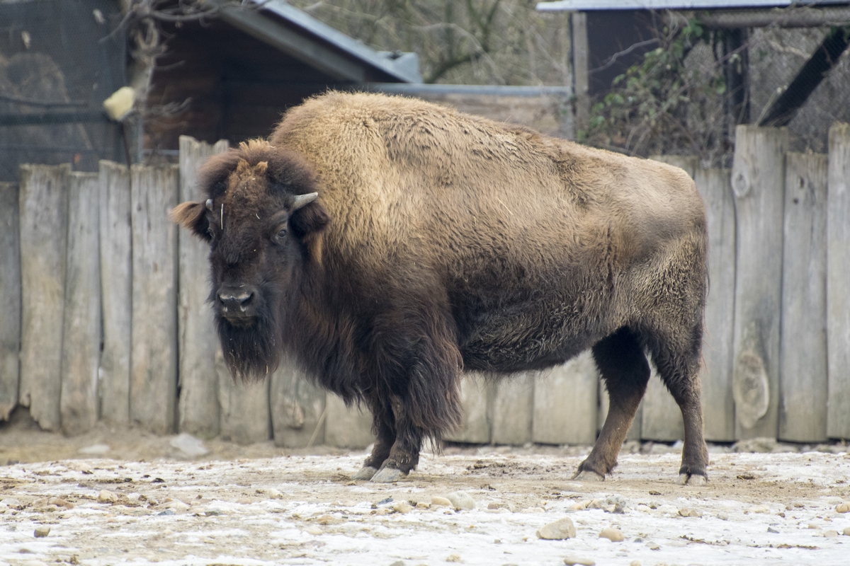 Zoo v zimě (12)