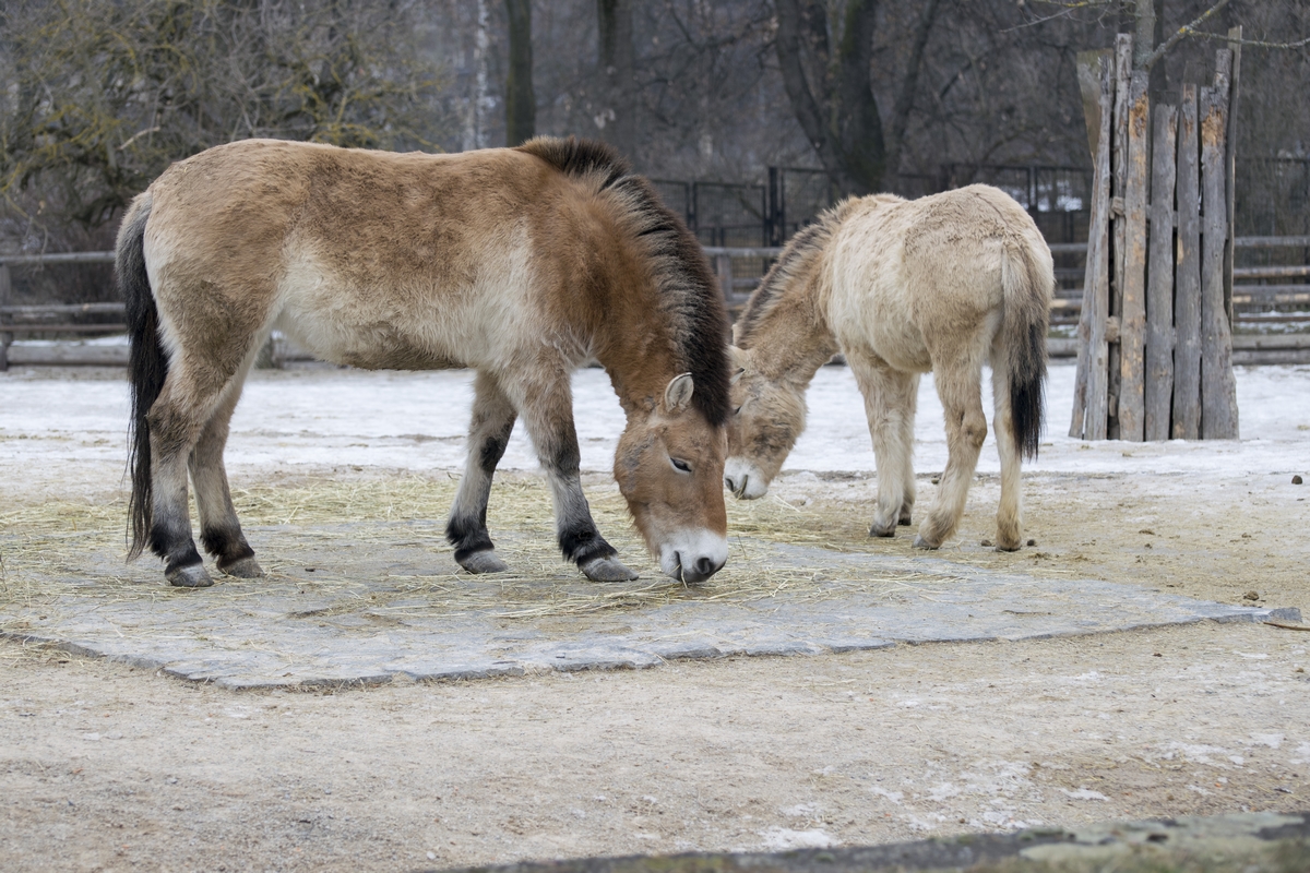 Zoo v zimě (13)