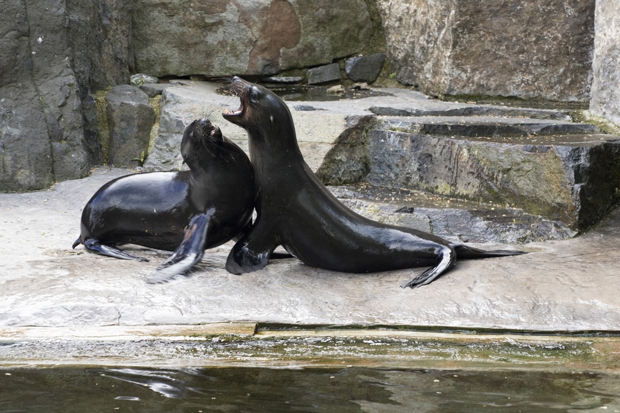 Zoo na jaře (07)