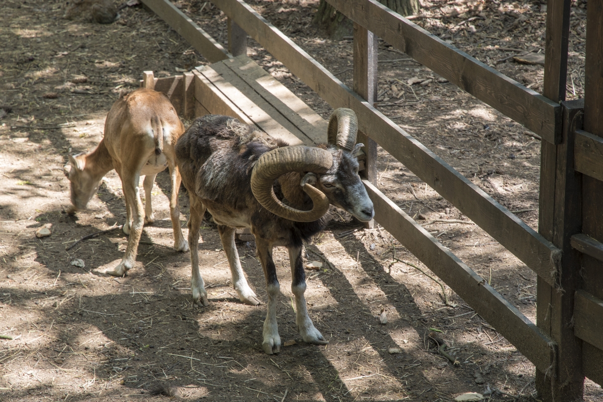 Lesní Zoo v Chuchelském háji (02)