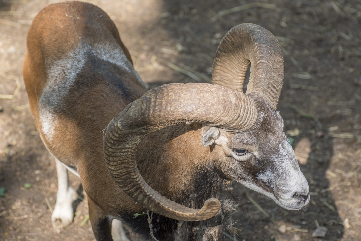 Lesní Zoo v Chuchelském háji (03)