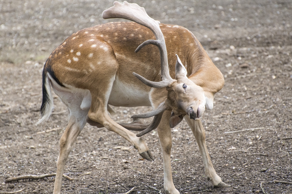 Lesní Zoo v Chuchelském háji (13)