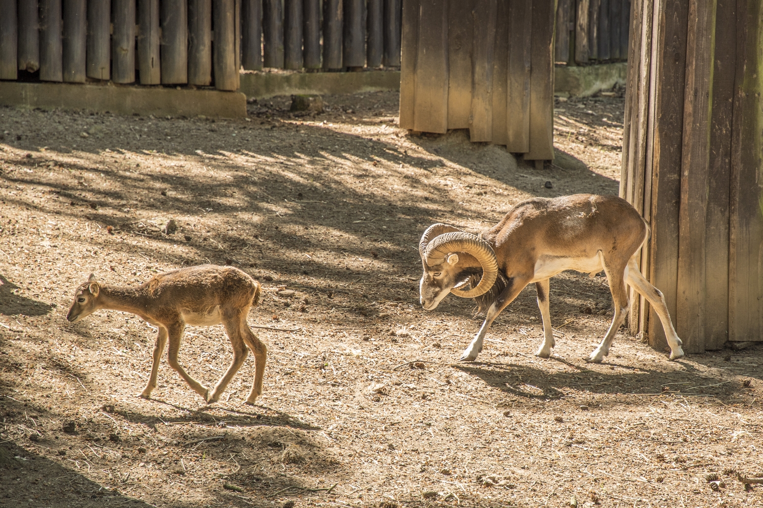 ZOO Chuchle (08)