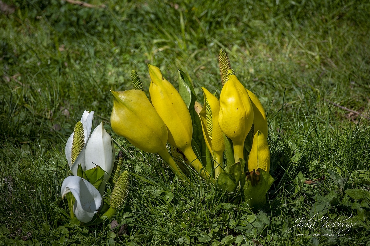 Průhonice (04)