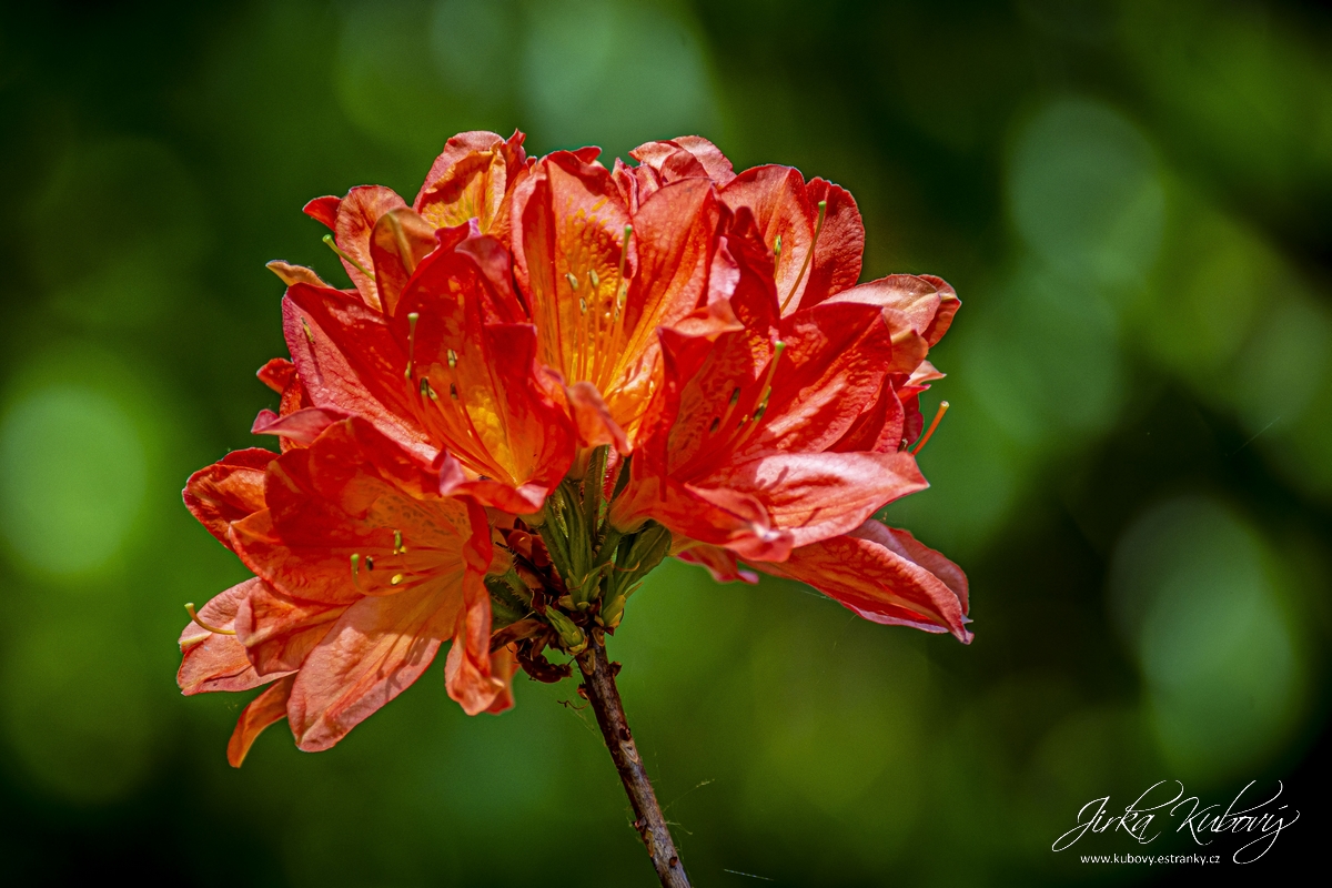 Rododendrony (09)
