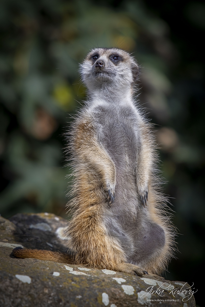 Fotokurz v ZOO (01)