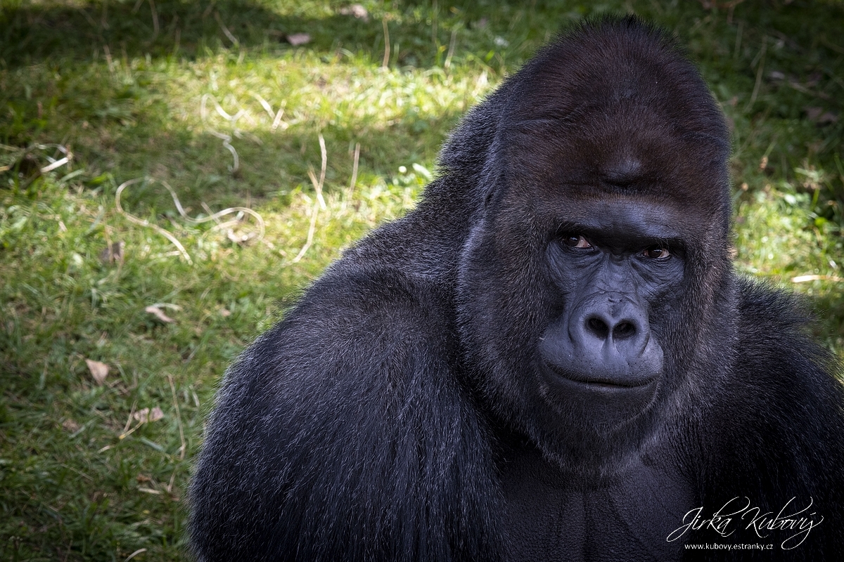 Fotokurz v ZOO (07)